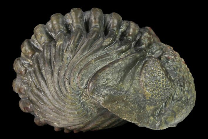 Large, Wide, Enrolled Pedinopariops Trilobite #169562